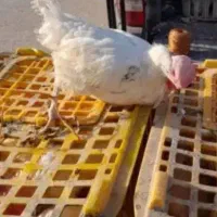 مرغ بیجلند|حیوانات مزرعه|اهواز, حصیرآباد|دیوار