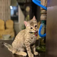 واگذاری گربه|گربه|کرمانشاه, |دیوار