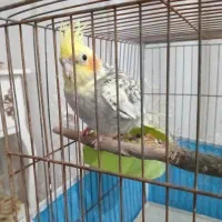 عروس هلندی نر و ماده