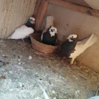 کفتر یاکبوتر