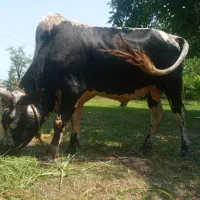 ورزا چالوسی وزن تقریبا ۱۴۰ کیلو