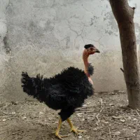 فروش ویژه جوجه فریزل و برهما وارداتی|حیوانات مزرعه|تهران, فلسطین (میدان انقلاب)|دیوار