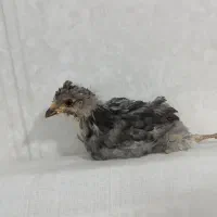 واگذاری رایگان جوجه گلین