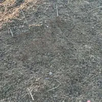 کود پشکل درجه یک