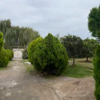 فروش سرو خمرهای ، درختچههای زینتی|گل و گیاه طبیعی|سرخرود, |دیوار