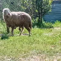 گوسفند|حیوانات مزرعه|سوسنگرد, |دیوار