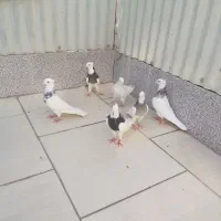 کفتر طوقی یک جفت سرور و ۴تا طوقی جوان|پرنده|اردکان, |دیوار