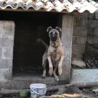 واگذاری سگ سرابی وپژدر|سگ|تالش, تالش|دیوار