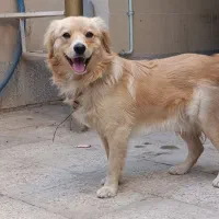 پاپی نر|سگ|تربت جام, خیرآباد|دیوار