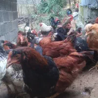 فروش جوجه سه ماهه گلپایگان واکسناسیون شده سالم|حیوانات مزرعه|رانکوه, |دیوار