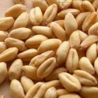 گندم بوجاری شده