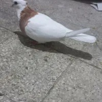 کفتر