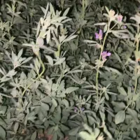 زمین کشاورزی و آب