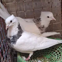 کبوتر طوقی|پرنده|امیدیه, |دیوار