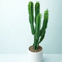 گلدان کاکتوس