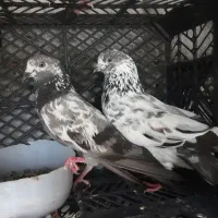 کفتر پاکستانی