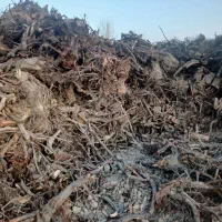 خرید ریشه (کوتوه)|خدمات باغبانی و درختکاری|نوشین شهر, |دیوار