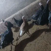 بوقلمون|حیوانات مزرعه|نوشین شهر, |دیوار