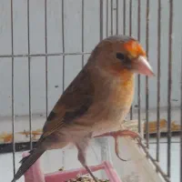 فروش سهره قناری|پرنده|اصفهان, نقش جهان|دیوار