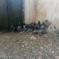 پلاکی|پرنده|دره شهر, |دیوار