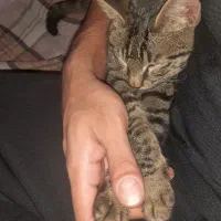 گربه گمشده بهمراه مژدگانی|حیوانات|مینودشت, |دیوار