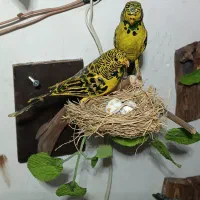 دکوریهای چوبی لوکس|مجسمه، تندیس، ماکت|ارومیه, |دیوار