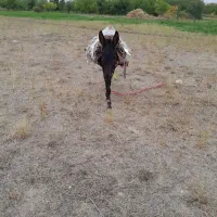 خرنرگله ای