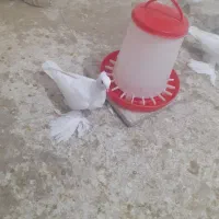 سفید نوک ریز پاپر بلند