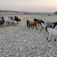 بز و بی|حیوانات مزرعه|اندیمشک, |دیوار