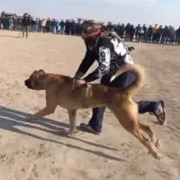 سگ سرابی پژدر سراب عراقی نگهبان