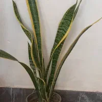 گل های زینتی|گل و گیاه طبیعی|آبدانان, |دیوار