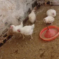 مرغ زندع کیلو۱۴۰