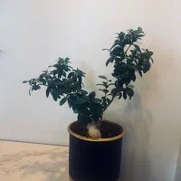 بنسای سایز بزرگ وبنجامین وسینگلیوم ویشم خرفه وفیلد