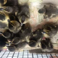 جوجه اردک نمایی سه و ده روزه