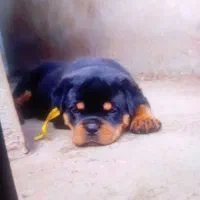 توله سگ روتوایلر فروشی 3تا واکسن خورده یه|سگ|سبزوار, شهرک صنعتی خاوران|دیوار