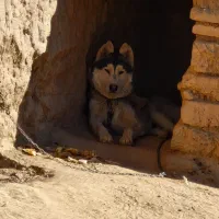 سگ نر ۱ساله