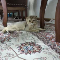 گربه اسکاتیش اصل