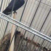 یک جفت کوتوله برزیلی ۶تخمه|پرنده|تهران, ارامنه|دیوار