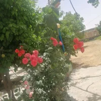 لاستیک سمند