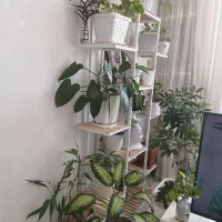 استند گل