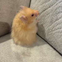 فروش همستر|موش و خرگوش|رشت, گلباغ نماز|دیوار