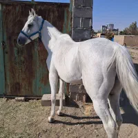 اسب|اسب و تجهیزات اسب‌سواری|هشتگرد, مدرس|دیوار