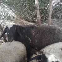 قوچ و شیشکی فروشی