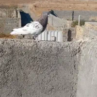 کفتربوم پرشی|پرنده|مشهد, صداقیه|دیوار