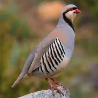 بلدرچین محلی ماده خوش صدا