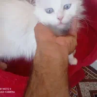 گربه خوشگل|گربه|تبریز, |دیوار