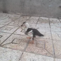 جوجه اردک