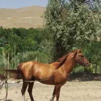 اسب