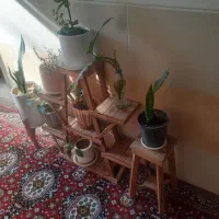 گل با گلدان وزیر گلدنی