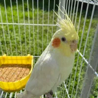 عروس هلندی لوتینو